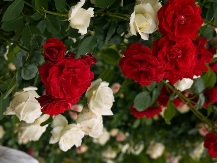 “As rosas não falam. Simplesmente as rosas exalam. O perfume que roubam de ti” – Cartola