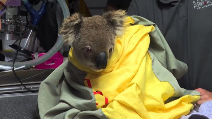 Cerca de 8 mil coalas podem ter sido mortos pelos incêndios florestais na Austrália