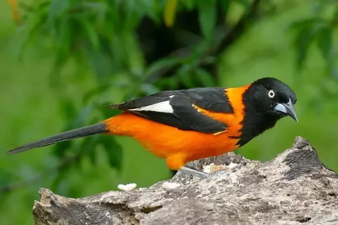 ‘Ele se chama Pirapora’, uma crônica deliciosa de Rubem Braga